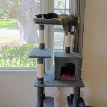 Domestic Short Hair Cats Available for Adoption in Roanoke, Virginia - Sassy | PetCurious