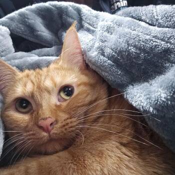 20250408-A1 Mia -  Domestic Short Hair Cat for Adoption in Chehalis, Washington - 20250408-A1 Mia | PetCurious