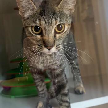 Bella -  Domestic Short Hair Cat for Adoption in Buellton, California - Bella | PetCurious