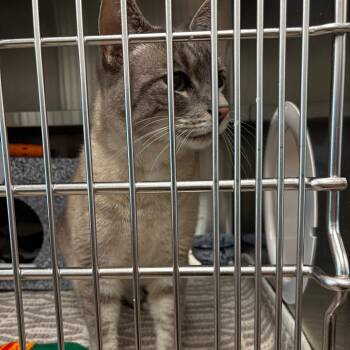 Erin -  Domestic Short Hair Cat for Adoption in League City, Texas - Erin | PetCurious