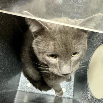 Domestic Short Hair Cats Available for Adoption - Grayson | PetCurious