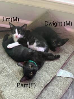 Dwight -  Domestic Short Hair Cat for Adoption in Clarksville, Tennessee - Dwight | PetCurious