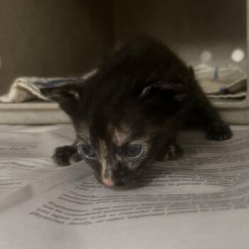 Celsius -  Domestic Short Hair Cat for Adoption in San Antonio, Texas - Celsius | PetCurious