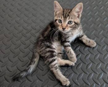 PANZER -  Domestic Short Hair Cat for Adoption in Colorado Springs, Colorado - PANZER | PetCurious