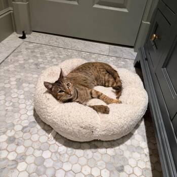 Tuesday -  Domestic Short Hair Cat for Adoption in Los Angeles, California - Tuesday | PetCurious