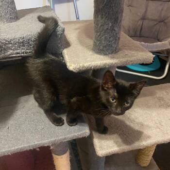 Bianca (k2026) -  Domestic Short Hair Cat for Adoption in Skokie, Illinois - Bianca (k2026) | PetCurious