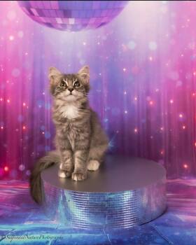 Dolly -  Domestic Long Hair Cat for Adoption in San Jacinto, California - Dolly | PetCurious