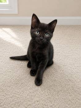 Dozier -  Domestic Short Hair Cat for Adoption in Cary, North Carolina - Dozier | PetCurious