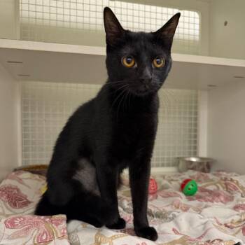 Betty -  Domestic Short Hair Cat for Adoption in San Antonio, Texas - Betty | PetCurious