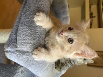 Domestic Short Hair Cats Available for Adoption in Fruit Heights, Utah - Fozzy | PetCurious