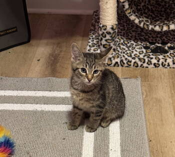 Rescue Tabby and Domestic Short Hair Cats for Adoption in Buford, Georgia - Unity | PetCurious