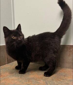 Domestic Short Hair Cats Available for Adoption - Elmo | PetCurious