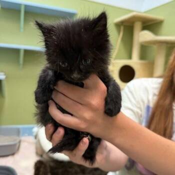 Spicy Pepperoni -  Domestic Medium Hair Cat for Adoption in Driggs, Idaho - Spicy Pepperoni | PetCurious