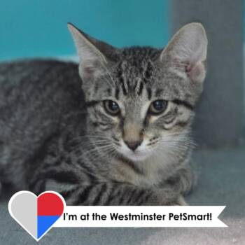Disco Chicken -  Domestic Short Hair Cat for Adoption in Fort Collins, Colorado - Disco Chicken | PetCurious