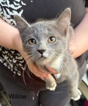 Rescue Domestic Short Hair Cats for Adoption in Safety Harbor, Florida - Willow | PetCurious