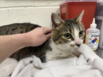 Domestic Short Hair Cats Available for Adoption - MARIPOSA | PetCurious