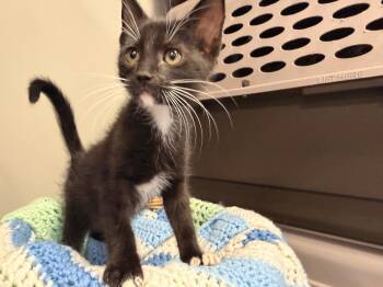 Dolly -  Domestic Short Hair and Tuxedo Cat for Adoption in Batesville, Arkansas - Dolly | PetCurious