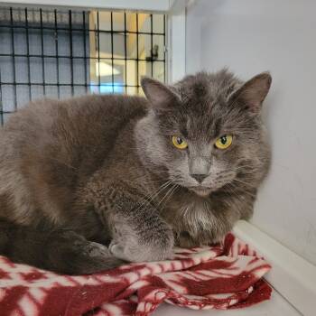 Rescue Domestic Long Hair Cats for Adoption in Ruckersville, Virginia - Nala | PetCurious