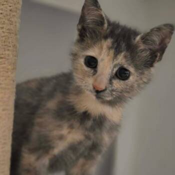 Tootsie -  Domestic Short Hair Cat for Adoption in Pinellas Park, Florida - Tootsie | PetCurious