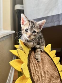 Brando 8.26.26 (prespay) -  Domestic Short Hair Cat for Adoption in Apopka, Florida - Brando 8.26.26 (prespay) | PetCurious