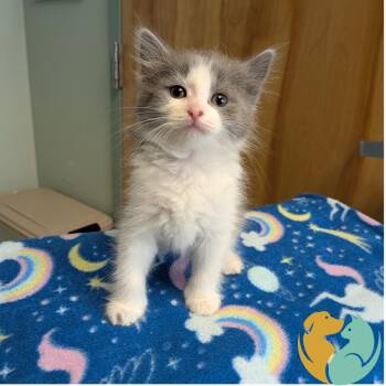 Domestic Medium Hair Cats Available for Adoption in Toledo, Ohio - Smidgen | PetCurious