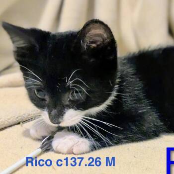 Foster Rico -  Domestic Short Hair Cat for Adoption in Batavia, New York - Foster Rico | PetCurious