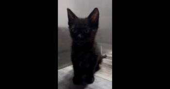 Tres Leches aka Lucy -  Domestic Short Hair Cat for Adoption in Ruskin, Florida - Tres Leches Aka Lucy | PetCurious