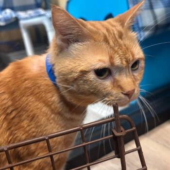 Domestic Short Hair Cats Available for Adoption in Lakeland, Florida - Cinnamon Roll | PetCurious