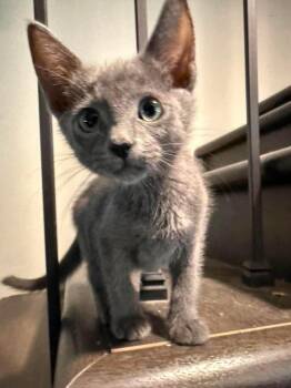 Soup -  Domestic Short Hair Cat Available for Adoption in Lincoln, Nebraska - Soup | PetCurious