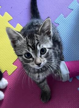 Domestic Short Hair Cats Available for Adoption in Novato, California - Bandana | PetCurious