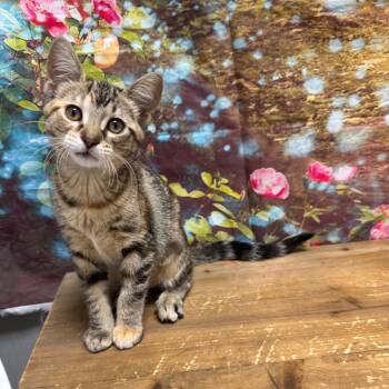 Barbara -  Domestic Short Hair Cat for Adoption in Normal, Illinois - Barbara | PetCurious