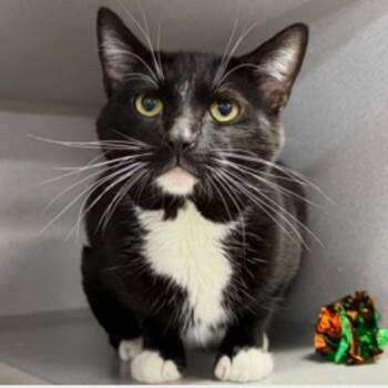 Crab -  Domestic Short Hair Cat for Adoption in New York, New York - Crab | PetCurious