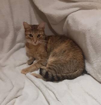 Take Off -  Domestic Short Hair Cat for Adoption in North Babylon, New York - Take Off | PetCurious