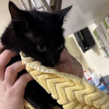 Bianca Del Rio -  Domestic Short Hair Cat for Adoption in Asheville, North Carolina - Bianca Del Rio | PetCurious