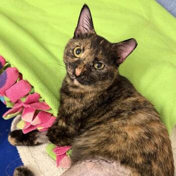 Domestic Short Hair Cats Available for Adoption in Cumming, Georgia - Yardstick  (was Shay) | PetCurious