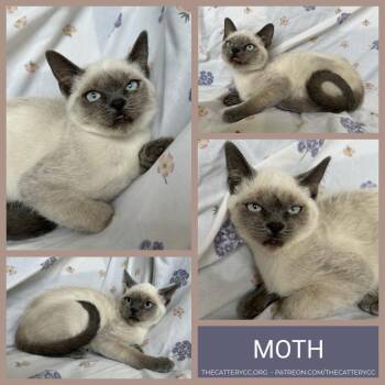 Moth -  Domestic Short Hair Cat for Adoption in Corpus Christi, Texas - Moth | PetCurious