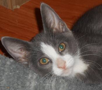 Rollin -  Domestic Short Hair Cat for Adoption in North Highlands, California - Rollin | PetCurious