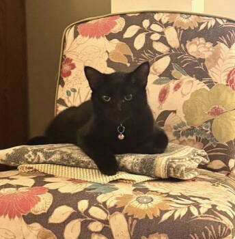 Rescue Domestic Short Hair Cats for Adoption in Dallas, Texas - Coal (New Digs) | PetCurious