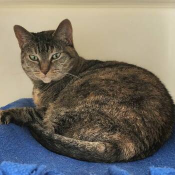 Rescue Domestic Short Hair Cats for Adoption in Cumming, Georgia - Molly | PetCurious