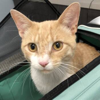 Douglas -  Domestic Short Hair Cat for Adoption in Oak Park, Illinois - Douglas | PetCurious