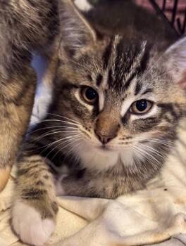 Harrison Barn -  Domestic Short Hair Cat for Adoption in Gorham, Maine - Harrison Barn | PetCurious
