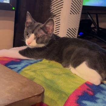 Atlas II -  Domestic Short Hair Cat for Adoption in Houston, Texas - Atlas II | PetCurious