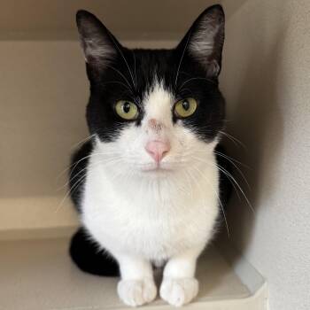 Mr. Moon -  Domestic Short Hair Cat for Adoption in Eatontown, New Jersey - Mr. Moon | PetCurious