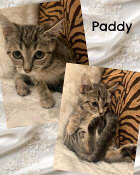 Rescue Tabby Cats for Adoption in Pasco, Washington - Paddy | PetCurious