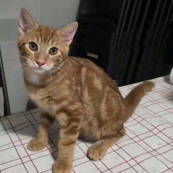 Butterscotch -  Domestic Short Hair Cat for Adoption in Madison, Wisconsin - Butterscotch | PetCurious