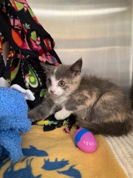 Rescue Domestic Short Hair Cats for Adoption in Fremont, California - BOBARA | PetCurious