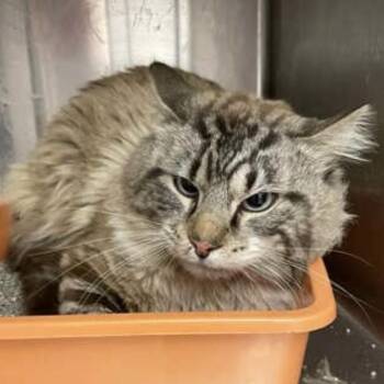 Domestic Long Hair Cats Available for Adoption - Mr Miyagi | PetCurious