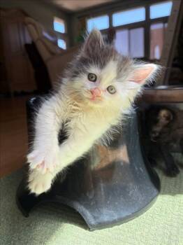 *IVORY -  Domestic Short Hair Cat Available for Adoption in Woodland, California - *IVORY | PetCurious