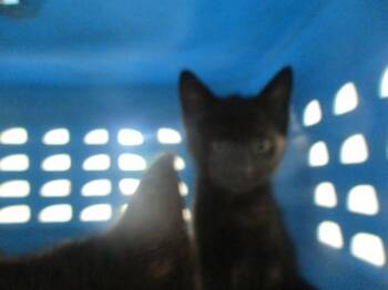 A388839 -  Domestic Short Hair Cat for Adoption in Ocala, Florida - A388839 | PetCurious