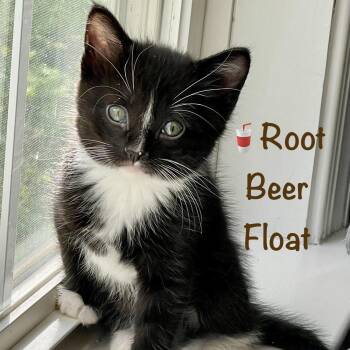 Domestic Short Hair Cats Available for Adoption in Reston, Virginia - Root Beer Float | PetCurious
